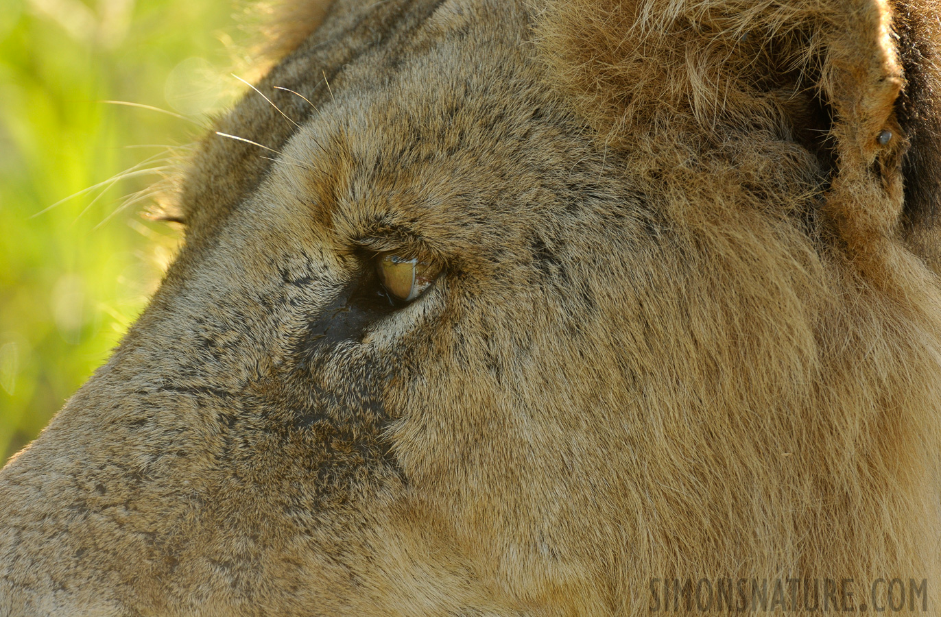 Panthera leo melanochaita [550 mm, 1/400 Sek. bei f / 8.0, ISO 1000]